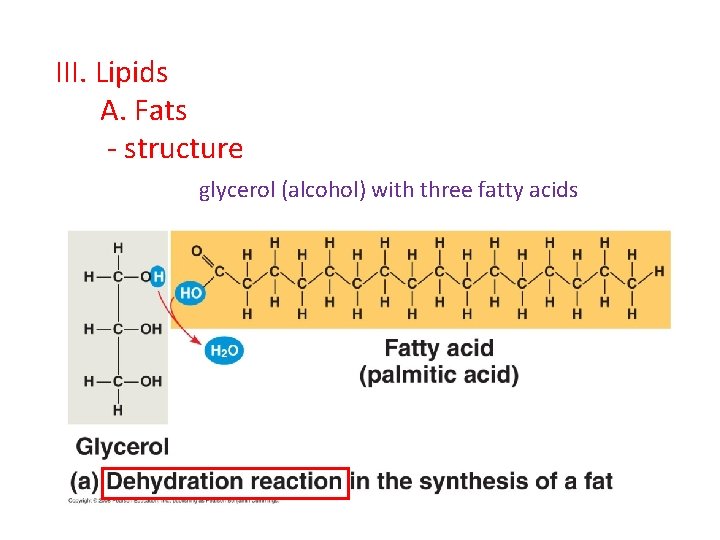 III. Lipids A. Fats - structure glycerol (alcohol) with three fatty acids 