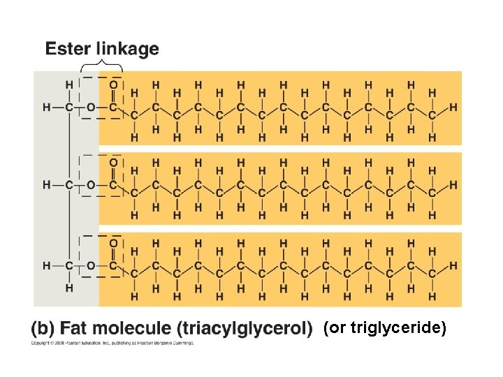 (or triglyceride) 