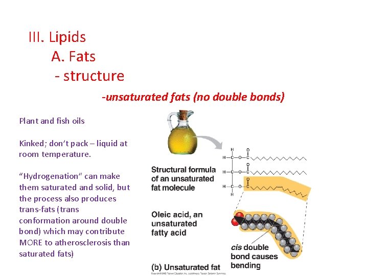 III. Lipids A. Fats - structure -unsaturated fats (no double bonds) Plant and fish