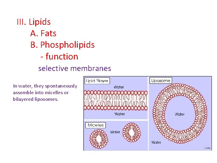 III. Lipids A. Fats B. Phospholipids - function selective membranes In water, they spontaneously