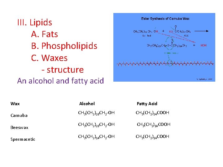 III. Lipids A. Fats B. Phospholipids C. Waxes - structure An alcohol and fatty
