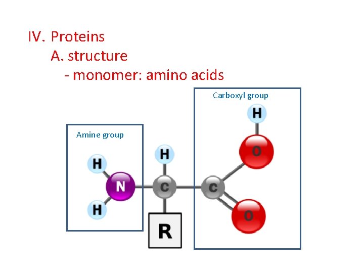 IV. Proteins A. structure - monomer: amino acids Carboxyl group Amine group 