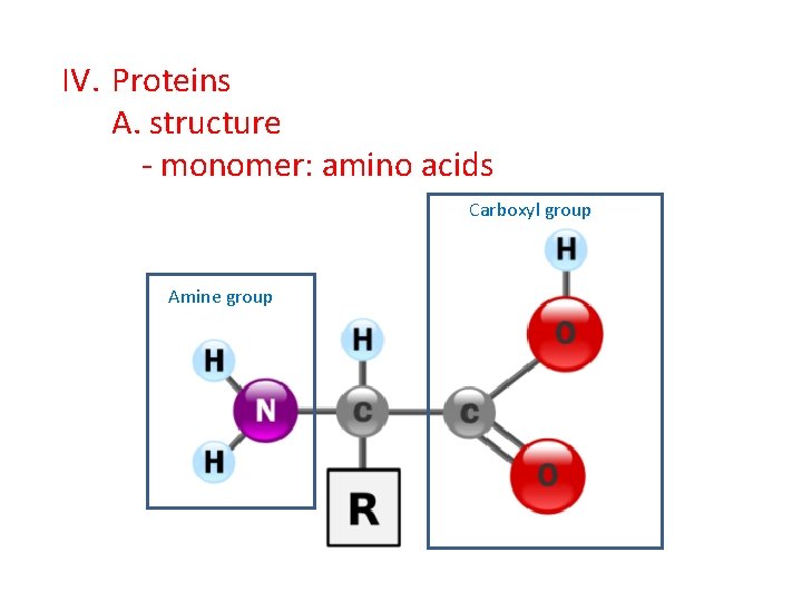 IV. Proteins A. structure - monomer: amino acids Carboxyl group Amine group IV. Proteins A. structure - monomer: amino acids Carboxyl group Amine group