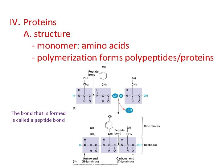 IV. Proteins A. structure - monomer: amino acids - polymerization forms polypeptides/proteins The bond