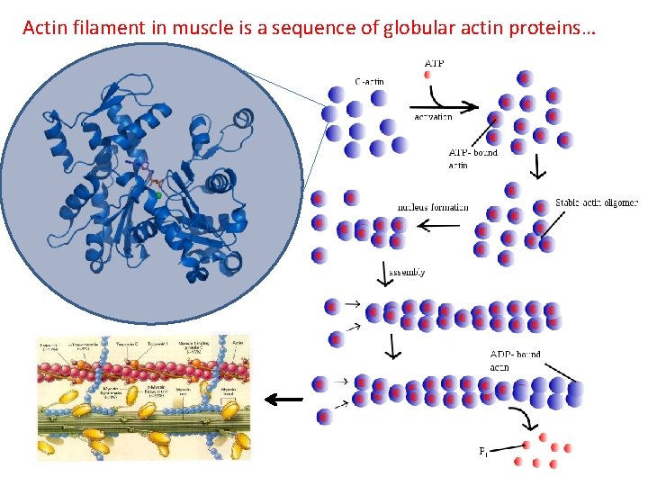 Actin filament in muscle is a sequence of globular actin proteins… Actin filament in muscle is a sequence of globular actin proteins…