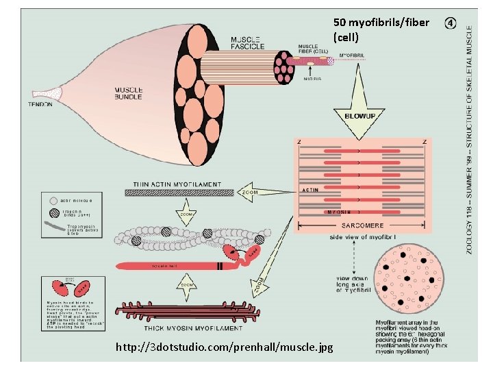 50 myofibrils/fiber (cell) http: //3 dotstudio. com/prenhall/muscle. jpg 50 myofibrils/fiber (cell) http: //3 dotstudio. com/prenhall/muscle. jpg