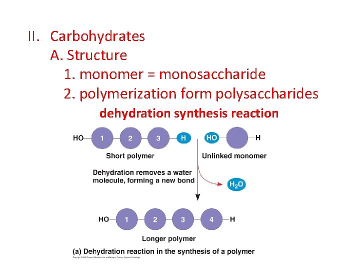 II. Carbohydrates A. Structure 1. monomer = monosaccharide 2. polymerization form polysaccharides dehydration synthesis