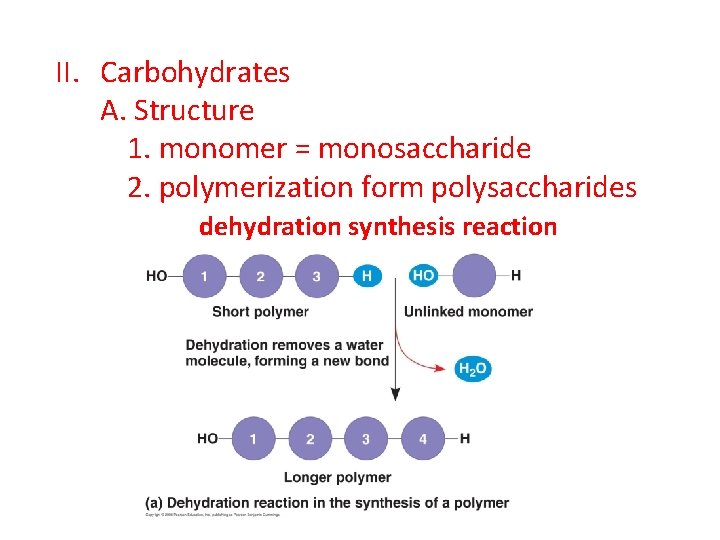 II. Carbohydrates A. Structure 1. monomer = monosaccharide 2. polymerization form polysaccharides dehydration synthesis II. Carbohydrates A. Structure 1. monomer = monosaccharide 2. polymerization form polysaccharides dehydration synthesis
