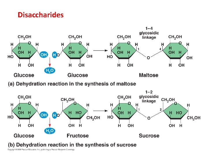 Disaccharides Disaccharides