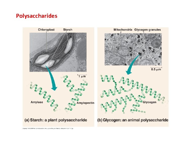 Polysaccharides Polysaccharides