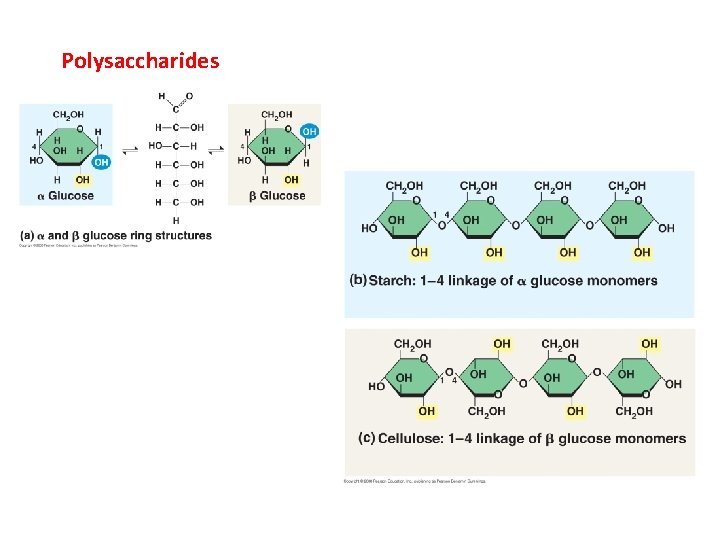 Polysaccharides Polysaccharides