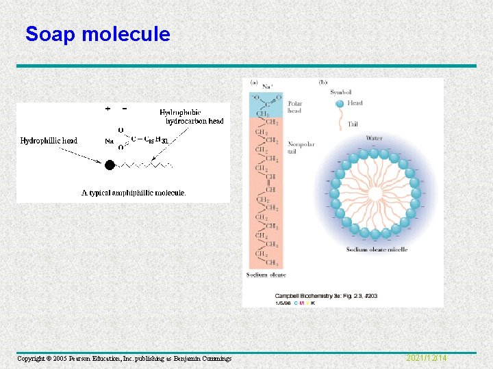 Soap molecule Copyright © 2005 Pearson Education, Inc. publishing as Benjamin Cummings 2021/12/14 