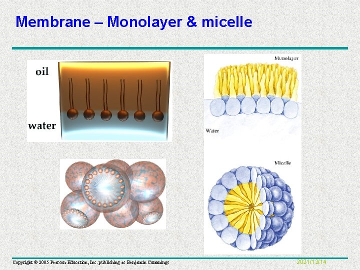 Membrane – Monolayer & micelle Copyright © 2005 Pearson Education, Inc. publishing as Benjamin