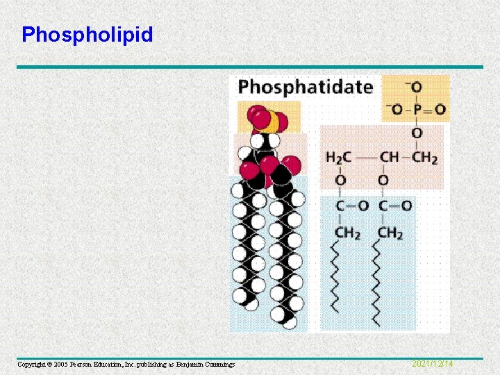 Phospholipid Copyright © 2005 Pearson Education, Inc. publishing as Benjamin Cummings 2021/12/14 