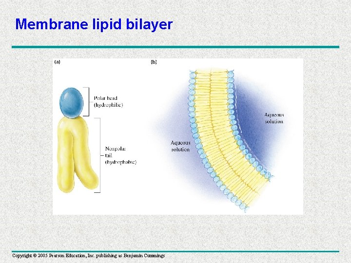 Membrane lipid bilayer Copyright © 2005 Pearson Education, Inc. publishing as Benjamin Cummings 