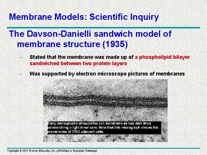 Membrane Models: Scientific Inquiry The Davson-Danielli sandwich model of membrane structure (1935) – Stated