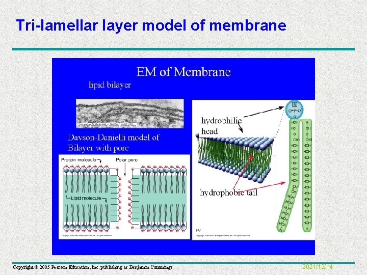 Tri-lamellar layer model of membrane Copyright © 2005 Pearson Education, Inc. publishing as Benjamin