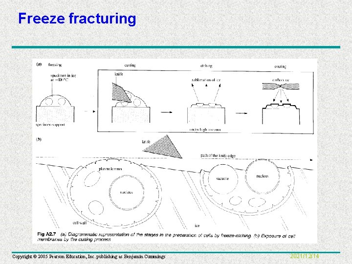 Freeze fracturing Copyright © 2005 Pearson Education, Inc. publishing as Benjamin Cummings 2021/12/14 