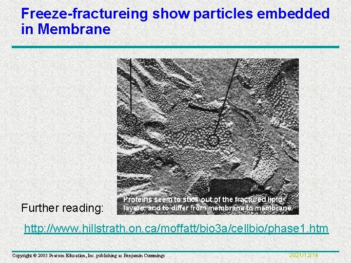 Freeze-fractureing show particles embedded in Membrane Further reading: http: //www. hillstrath. on. ca/moffatt/bio 3