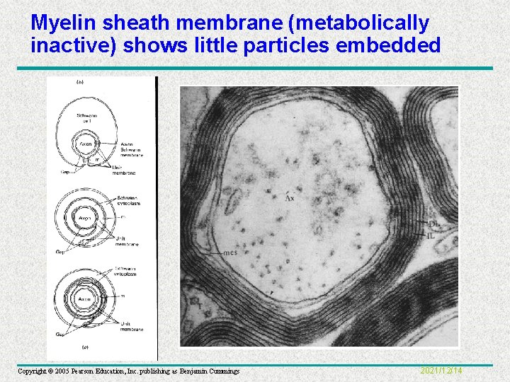 Myelin sheath membrane (metabolically inactive) shows little particles embedded Copyright © 2005 Pearson Education,