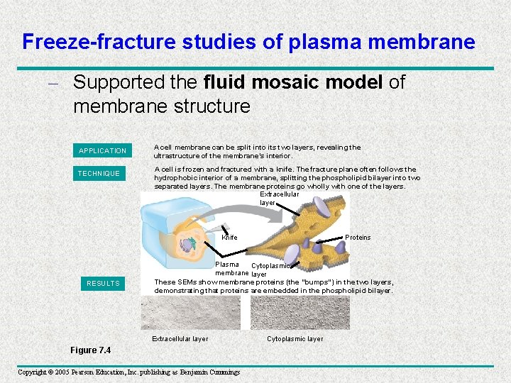Freeze-fracture studies of plasma membrane – Supported the fluid mosaic model of membrane structure