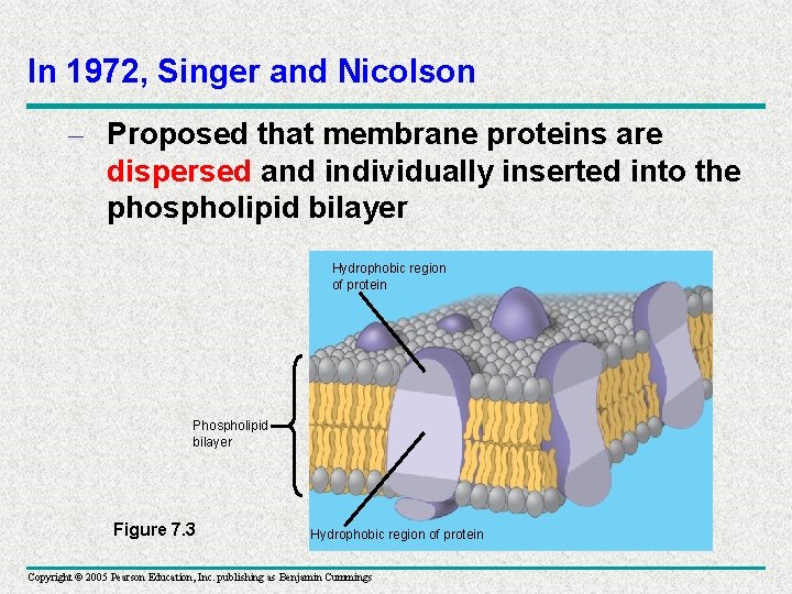 In 1972, Singer and Nicolson – Proposed that membrane proteins are dispersed and individually
