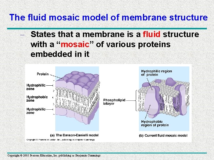 The fluid mosaic model of membrane structure – States that a membrane is a