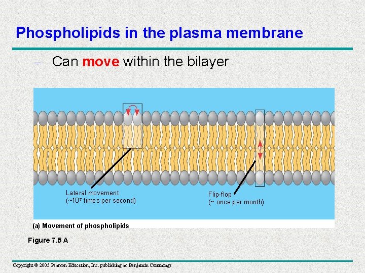 Phospholipids in the plasma membrane – Can move within the bilayer Lateral movement (~107