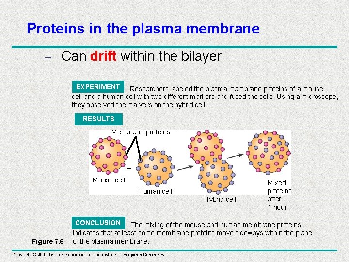 Proteins in the plasma membrane – Can drift within the bilayer EXPERIMENT Researchers labeled