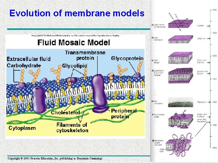 Evolution of membrane models Copyright © 2005 Pearson Education, Inc. publishing as Benjamin Cummings