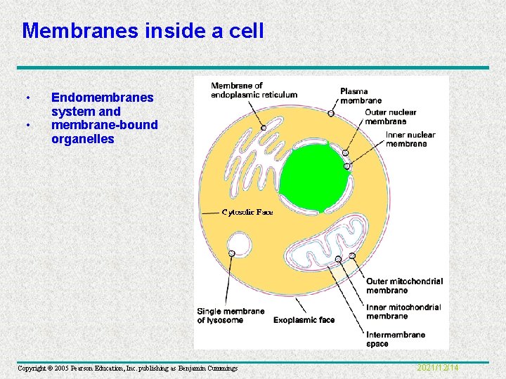 Membranes inside a cell • • Endomembranes system and membrane-bound organelles Copyright © 2005