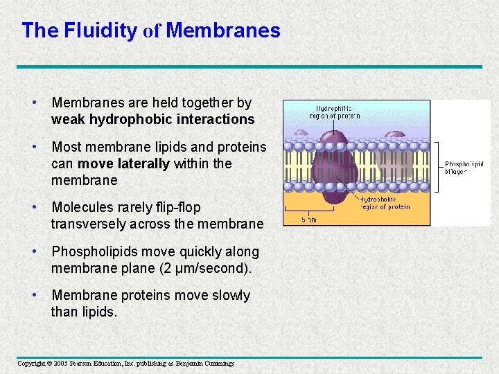 The Fluidity of Membranes • Membranes are held together by weak hydrophobic interactions •