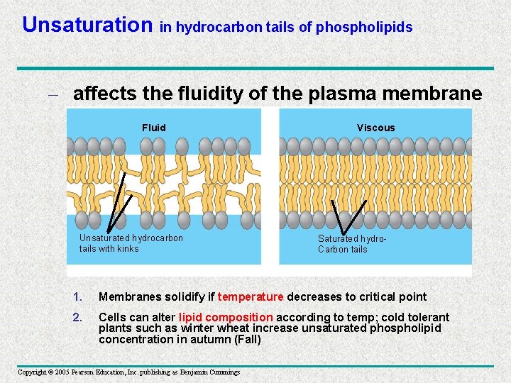 Unsaturation in hydrocarbon tails of phospholipids – affects the fluidity of the plasma membrane
