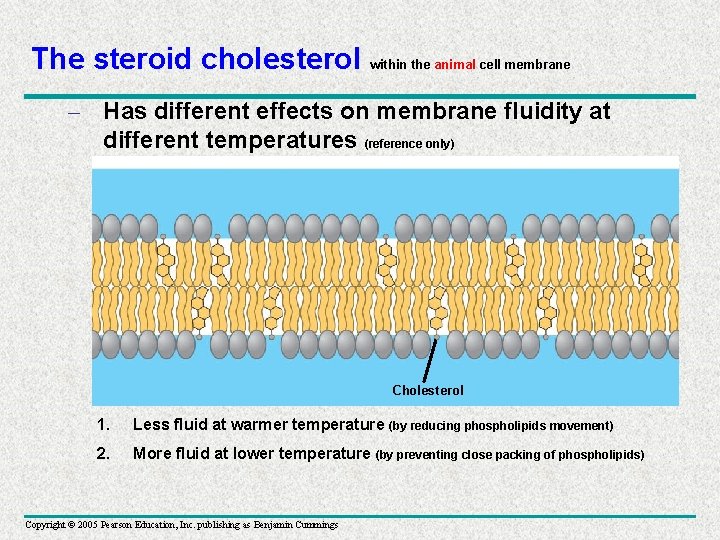 The steroid cholesterol within the animal cell membrane – Has different effects on membrane