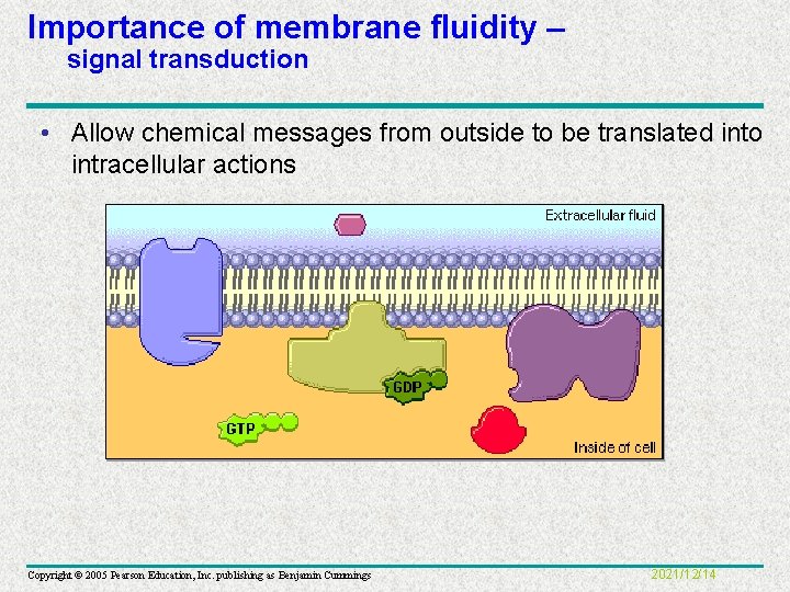 Importance of membrane fluidity – signal transduction • Allow chemical messages from outside to