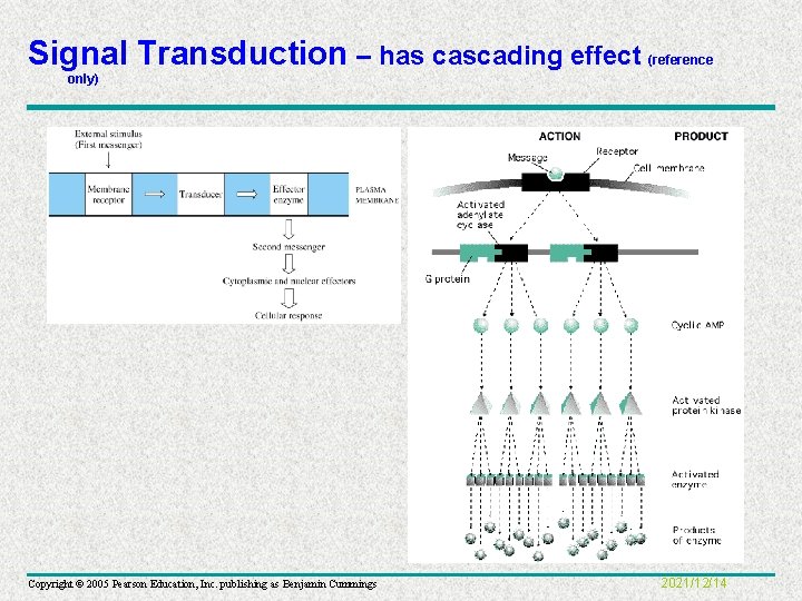 Signal Transduction – has cascading effect (reference only) Copyright © 2005 Pearson Education, Inc.