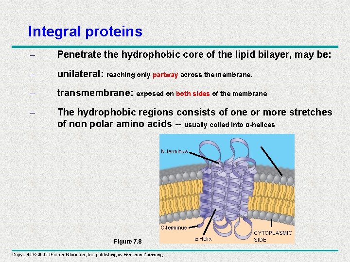 Integral proteins – Penetrate the hydrophobic core of the lipid bilayer, may be: –