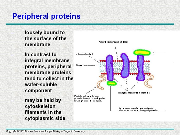 Peripheral proteins – loosely bound to the surface of the membrane – In contrast