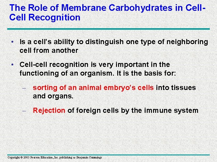 The Role of Membrane Carbohydrates in Cell Recognition • Is a cell’s ability to