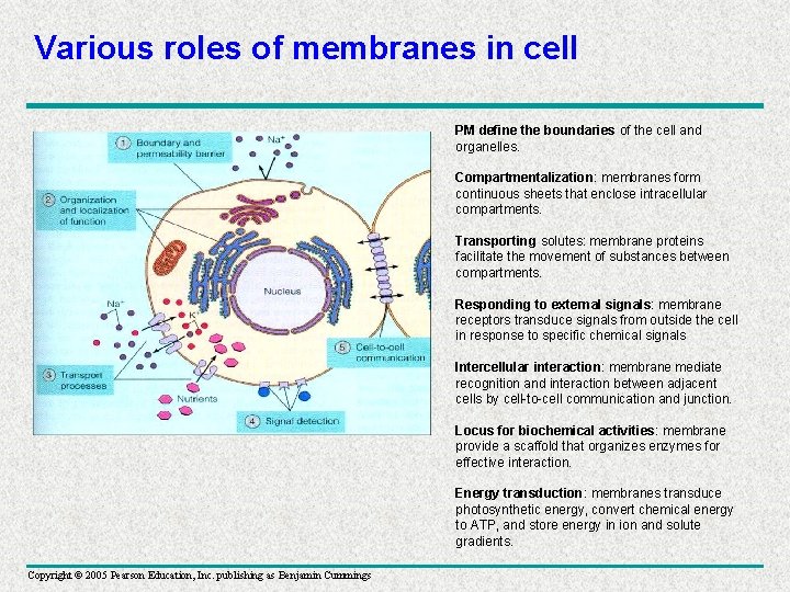 Various roles of membranes in cell PM define the boundaries of the cell and