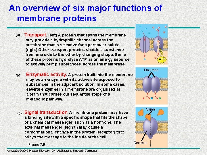 An overview of six major functions of membrane proteins (a) Transport. (left) A protein