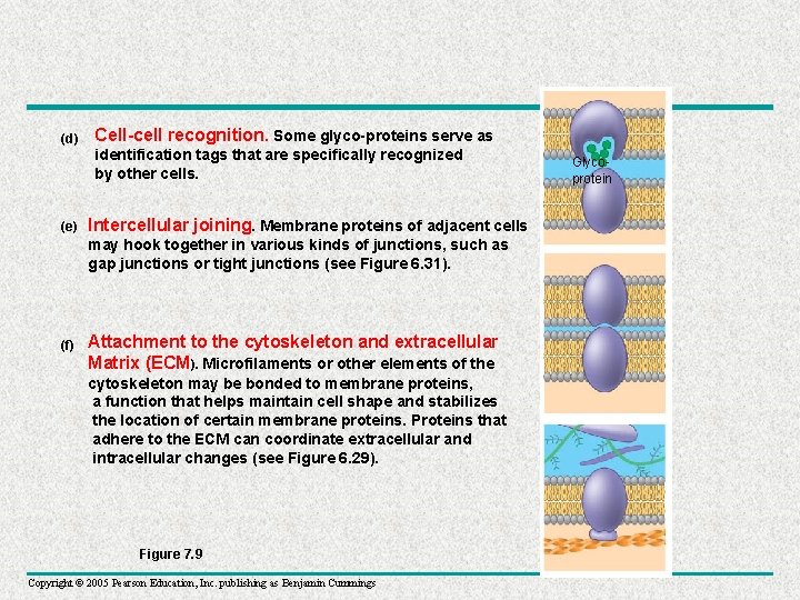 (d) (e) Cell-cell recognition. Some glyco-proteins serve as identification tags that are specifically recognized