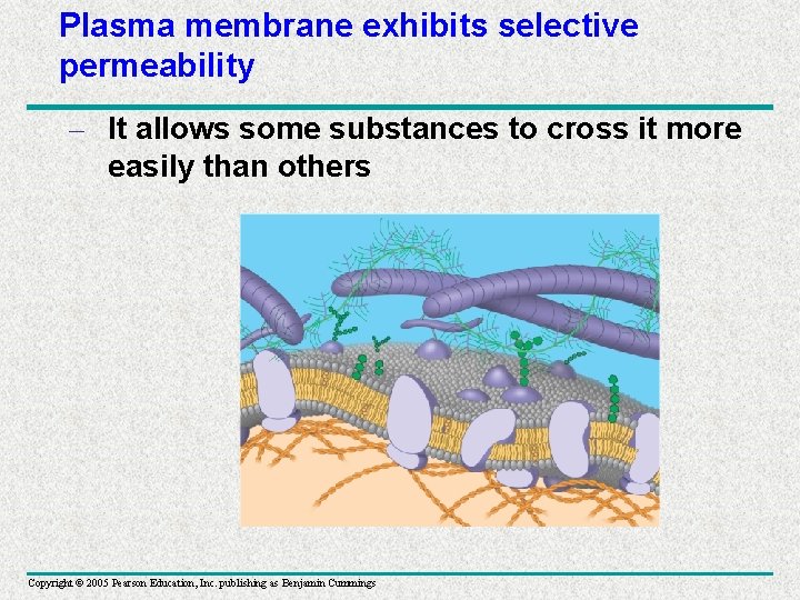Plasma membrane exhibits selective permeability – It allows some substances to cross it more