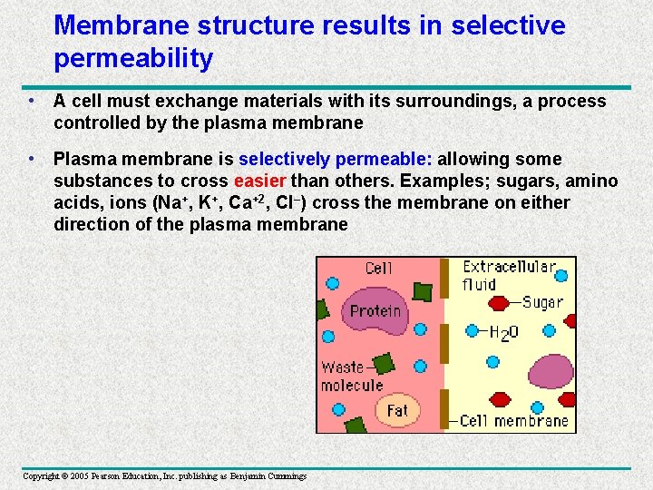 Membrane structure results in selective permeability • A cell must exchange materials with its