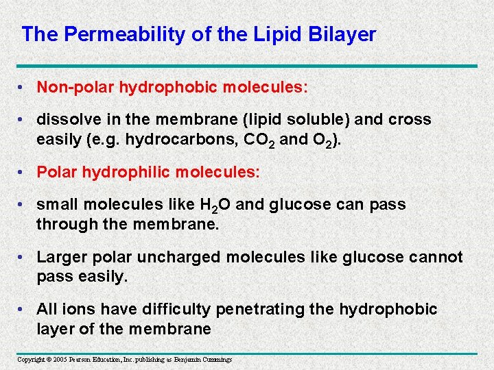 The Permeability of the Lipid Bilayer • Non-polar hydrophobic molecules: • dissolve in the