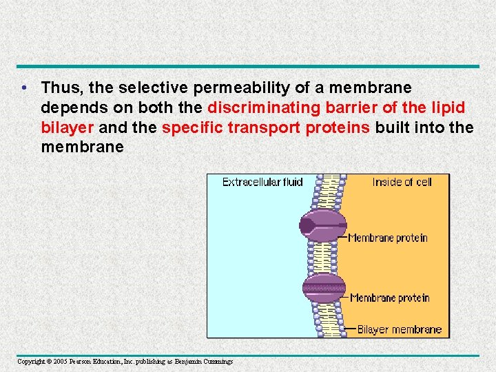  • Thus, the selective permeability of a membrane depends on both the discriminating