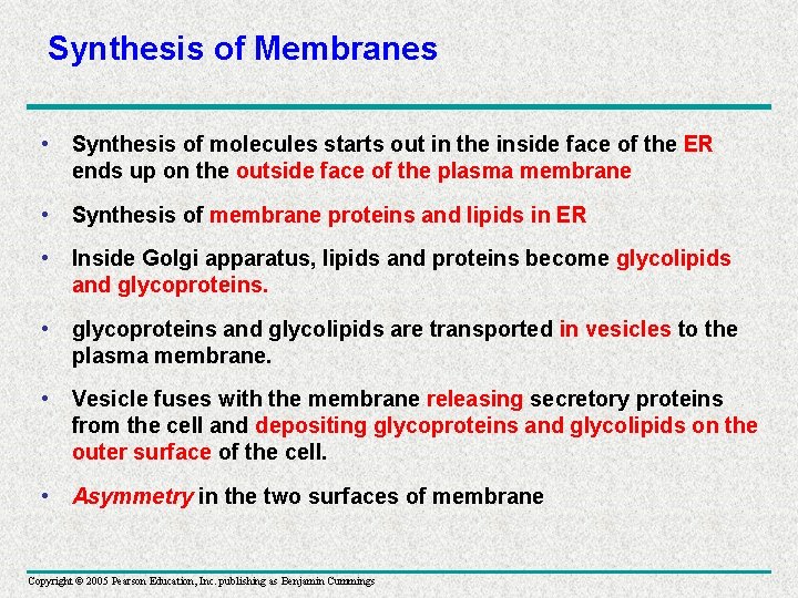Synthesis of Membranes • Synthesis of molecules starts out in the inside face of