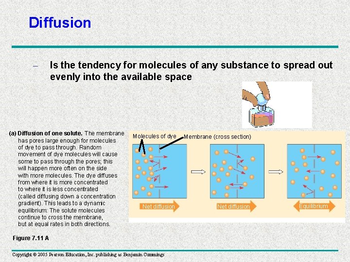 Diffusion – Is the tendency for molecules of any substance to spread out evenly