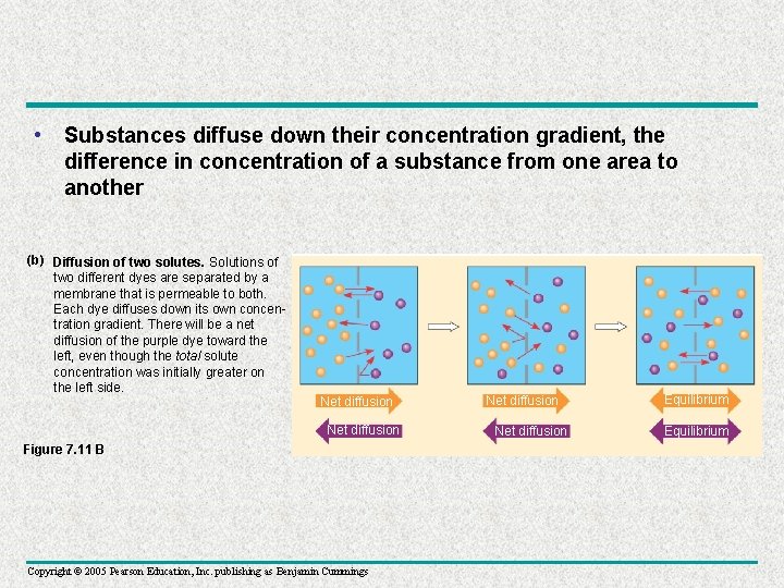  • Substances diffuse down their concentration gradient, the difference in concentration of a