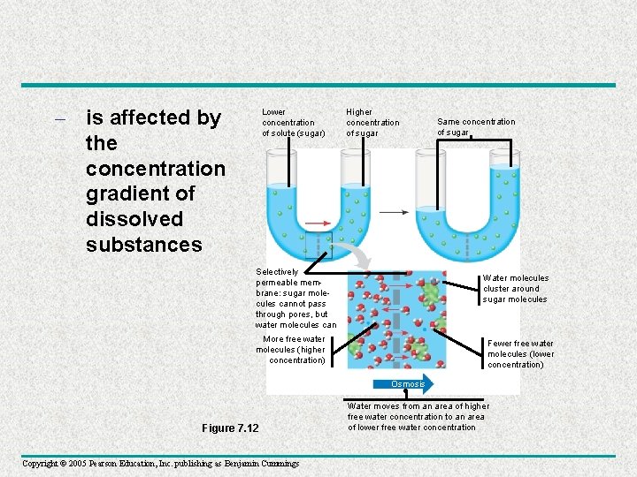 – is affected by the concentration gradient of dissolved substances Lower concentration of solute